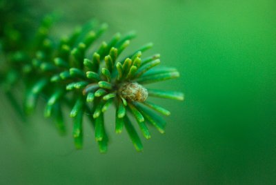 Abies veitchii 'Pendula' - jedle veitchova - pupen